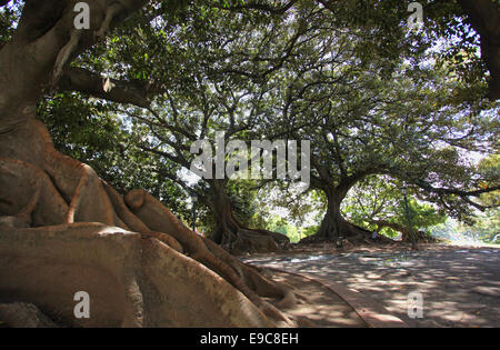 La gigantesca 'Gomero' alberi (Ficus elastica) in Plaza San Martin de Tours. Recoleta, Buenos Aires, Argentina. Foto Stock