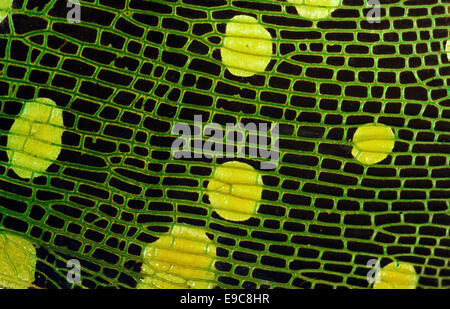 Naturale sfondo astratto (dettaglio di Pyrops viridirostris planthopper ala) Foto Stock
