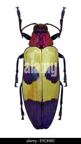 Gioiello esotico beetle Chrysochroa buqueti dalla Tailandia Foto Stock