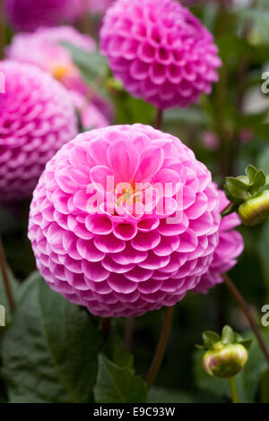 Dahlia 'Westerton follia' crescono in un confine erbacee. Foto Stock