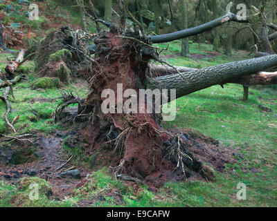 Caduto albero sradicate in boschiva. Radici sollevata dal suolo Foto Stock