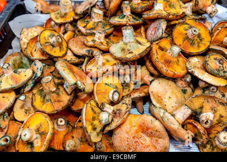 I funghi in vendita presso il mercato del giovedì in Inca, Mallorca - Spagna Foto Stock