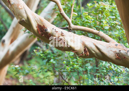 Ramo di arbutus andrachne tree (greco corbezzolo) in autunno Foto Stock