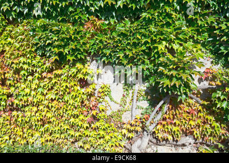 Vecchio muro avvolta da ivy fogliame in autunno in Massandra palace garden Foto Stock