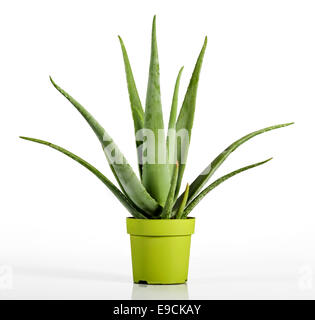 Close up Aloe Vera pianta Foto Stock