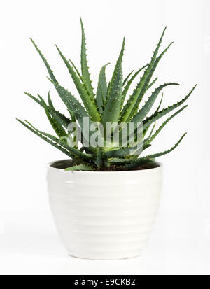 Aloe Vera pianta in vaso bianco Foto Stock