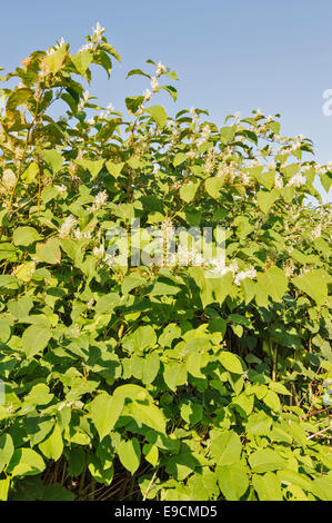 KNOTWEED GIAPPONESE [ Fallopia japonica ] fioritura in autunno lungo il fiume Findhorn in Scozia Foto Stock