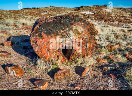 Legno pietrificato sui registri gigante Trail, Parco Nazionale della Foresta Pietrificata, Colorado Plateau, Arizona, Stati Uniti d'America Foto Stock