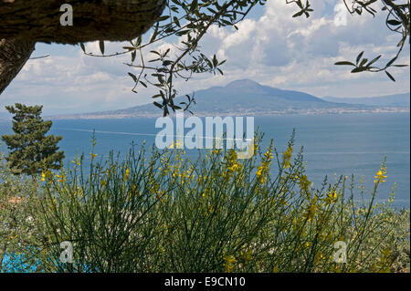 Il Monte Vesuvio, fioritura di ginestra e oliva fogliame sopra la baia di Napoli su una multa evidente inizio giornata d'Estate a Sorrento Foto Stock