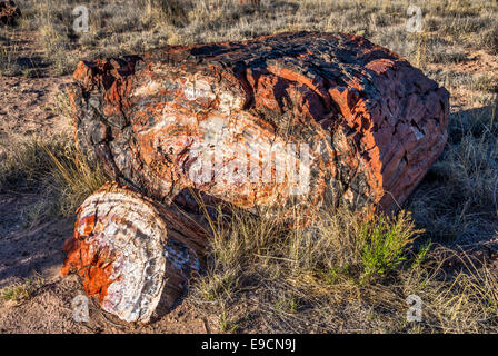 Legno pietrificato sui registri lungo il sentiero, Parco Nazionale della Foresta Pietrificata, Colorado Plateau, Arizona, Stati Uniti d'America Foto Stock