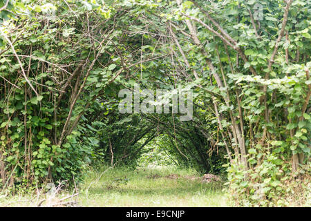 Tunnel di rami con erba Foto Stock