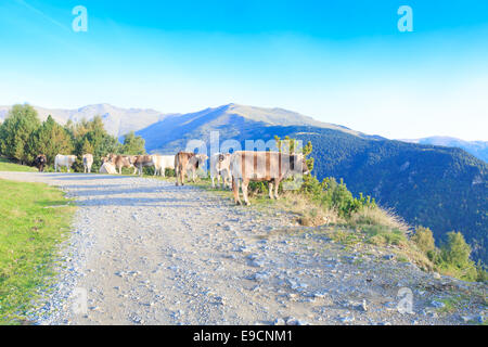 Una mandria di bianco e marrone di mucche nei Pirenei spagnoli a piedi e giacente lungo una strada sterrata su un pendio di montagna Foto Stock