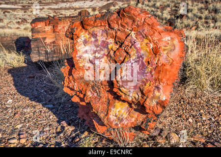 Legno pietrificato sui registri lungo il sentiero, Parco Nazionale della Foresta Pietrificata, Colorado Plateau, Arizona, Stati Uniti d'America Foto Stock