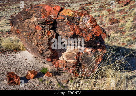 Legno pietrificato sui registri lungo il sentiero, Parco Nazionale della Foresta Pietrificata, Colorado Plateau, Arizona, Stati Uniti d'America Foto Stock