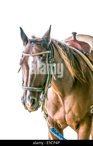 Cavallo isolato su uno sfondo bianco bellissimo stabile Foto Stock