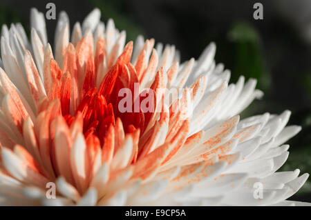Crisantemo contro uno sfondo scuro Foto Stock