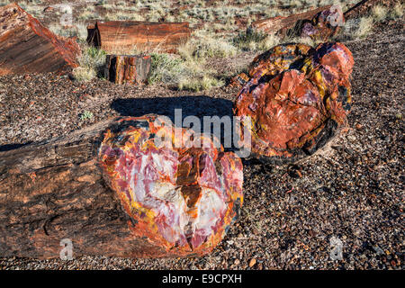 Legno pietrificato sui registri lungo il sentiero, Parco Nazionale della Foresta Pietrificata, Colorado Plateau, Arizona, Stati Uniti d'America Foto Stock