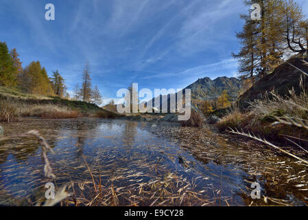 Una torbiera vicino al lago di Dre, Piemonte, Italia Foto Stock