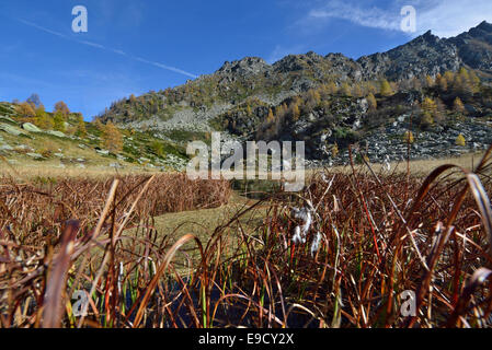 Una torbiera in alta quota in prossimità del lago di Dre, Piemonte, Italia Foto Stock