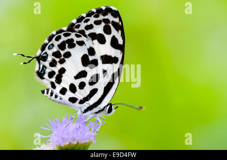 Close up piccola farfalla bianca con macchie nere sul fiore di erba, comune Pierrot o Castalius rosimon Foto Stock