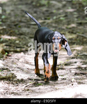 Nero e marrone coonhound camminando su un percorso Foto Stock