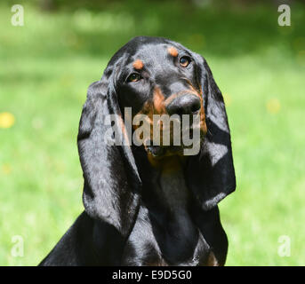 Nero e marrone coonhound ritratto all'aperto Foto Stock