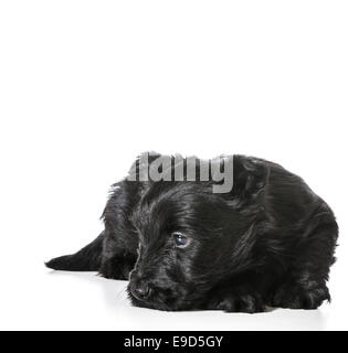 Sleeping cucciolo - Scottish terrier avvolto a ricciolo pronto a dormire isolati su sfondo bianco - 4 settimane Foto Stock