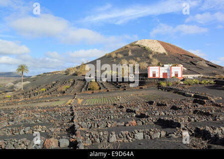 Cantina al di là di un campo di vigneti che crescono in ceneri vulcaniche protetta da mura in vigneti di La Geria, Lanzarote, Isole Canarie Foto Stock