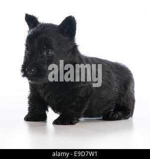 Scottish terrier cucciolo in piedi su sfondo bianco - 6 settimane Foto Stock