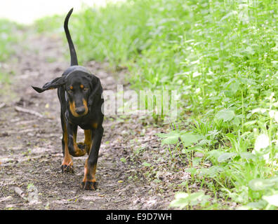 Nero e marrone coonhound camminando su un percorso Foto Stock