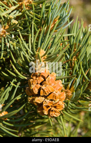 Pinyon Pigna, Bristlecone antica foresta di pini, antica Bristlecone National Scenic Byway, Inyo National Forest, California Foto Stock