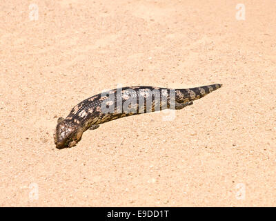 Australia: Blue tongue Lizard (Tiliqua scincoides) Foto Stock