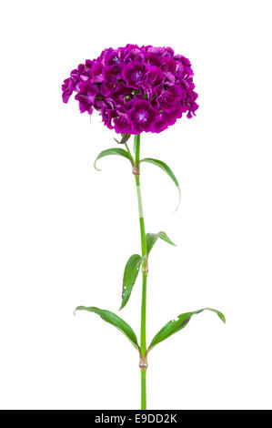 Dianthus barbatus, dolce William, fiore isolato su sfondo bianco con tracciato di ritaglio Foto Stock