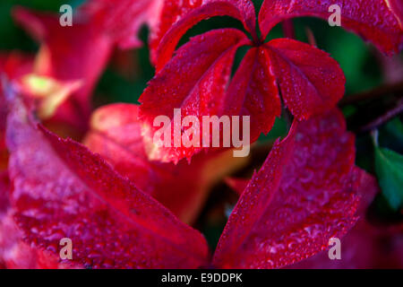 Close-up di foglie rosse, Virginia superriduttore, Parthenocissus quinquefolia Foto Stock