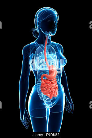 Illustrazione della femmina di piccolo intestino anatomia Foto Stock