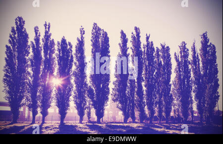 Vintage immagine filtrata di alberi in una fila. Foto Stock