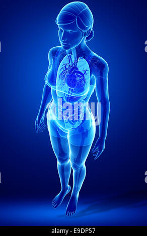 Apparato digerente anatomia Foto Stock