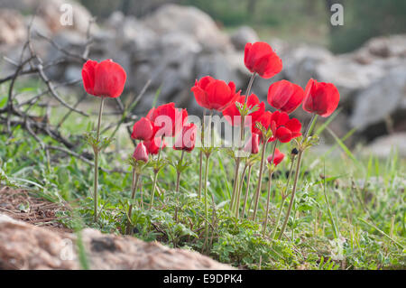 Un gruppo di Persiano Rosso (o turbante) Renoncules trovato Jerash in Giordania Foto Stock