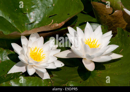 Una coppia di White Water Lilies On Bowyers lago, un ex cava di ghiaia, a Cheshunt, Herts Foto Stock