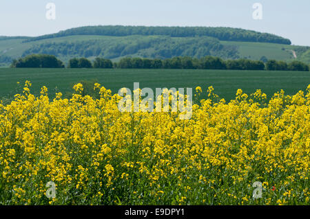 Una vista dal South Downs modo tutta verso sud il legno nei pressi di Houghton (Amberley), West Sussex con olio di colza in primo piano Foto Stock