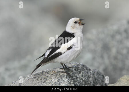 Snow Bunting cantando su rock ESTATE piumaggio Islanda Foto Stock