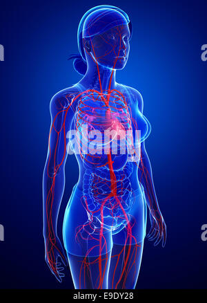 Illustrazione delle arterie femmina artwork Foto Stock