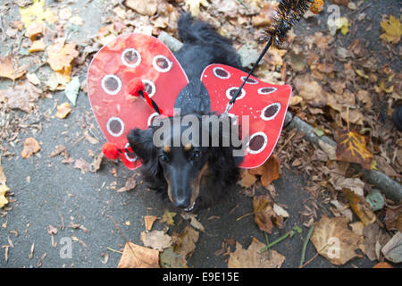 Londra, Regno Unito. Il 26 ottobre 2014. Bella, 5, una dal pelo lungo bassotto in miniatura. Cani vestiti in costumi di Halloween e i loro proprietari, alcuni anche in costume, riuniti presso lo spagnolo alla Inn pub prima di imbarcarsi sulla relazione annuale di Halloween cane a camminare su Hampstead Heath organizzato dalla carità degli animali " Tutti i cani questione'. Credito: Nick Savage/Alamy Live News Foto Stock