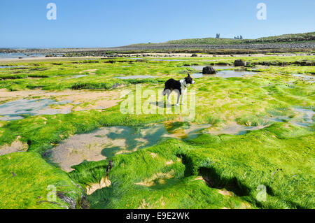 Border Collie si fermò sulla vasta distesa di sabbia e alghe verdi a Embleton sands con il castello di Dunstanburgh dietro. Foto Stock