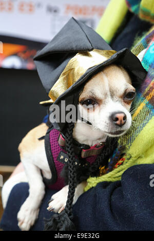 Londra, Regno Unito. Il 26 ottobre 2014. Maggie il Chihuahua vestita come una strega a tutti i cani tema Halloween Dog Walk, Hampstead Heath, Londra, Inghilterra per raccogliere fondi per la carità che aiuta i senzatetto cani Credito: Paul Brown/Alamy Live News Foto Stock