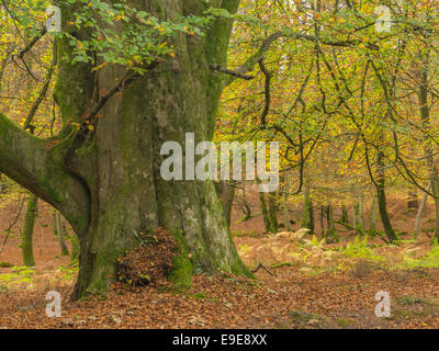 I colori autunnali sul faggio nel nuovo Parco Nazionale Foreste, Hampshire, Inghilterra, Regno Unito Foto Stock