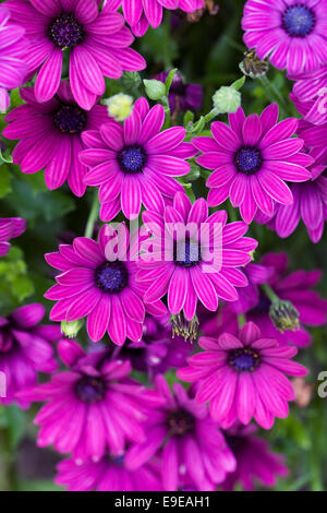 Magenta Osteospermum rosa fiori nel giardino. Cape daisy. African daisy. Foto Stock