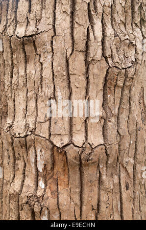 Close up della corteccia dell'albero della canfora, Cinnamomum camphora, noto anche come camphorwood o canfora alloro, crescendo in Mauritius Foto Stock