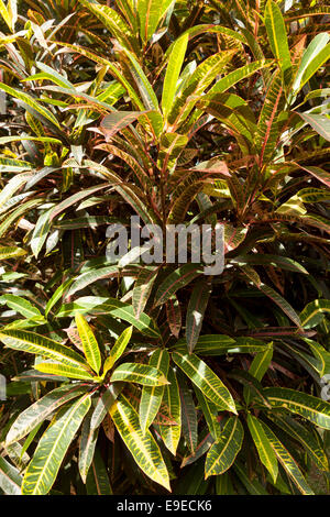 Il giardino, Croton Codiaeum variegatum, crescendo in Mauritius Foto Stock