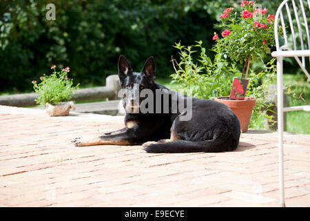 Un nero pastore tedesco cane giacente sulla terrazza e guardare con la telecamera e il sole splende Foto Stock